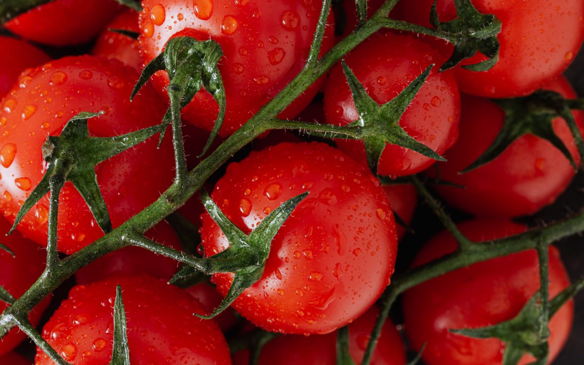 tomater på kvist